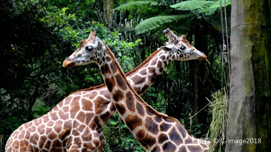 茂物野生動物園