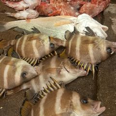 Dongjigushijingpinminsu·shiwu Restaurant 여행 사진