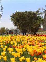 Mount Tai Flower Sea