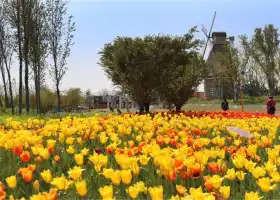 Mount Tai Flower Sea