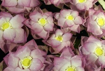 Chanrey Tree Restaurant User Photo