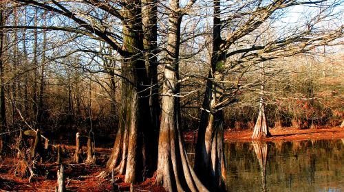 Cypress Lake