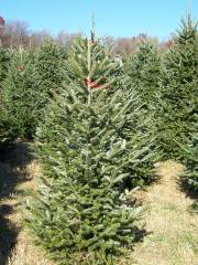 Hillside Christmas Tree Farm