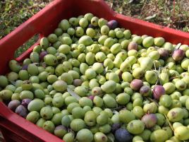 Kiler Ridge Olive Farm