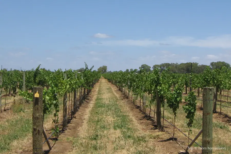 Buttonwood Farm Winery & Vineyard
