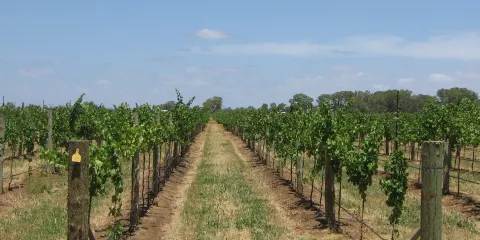 Buttonwood Farm Winery & Vineyard