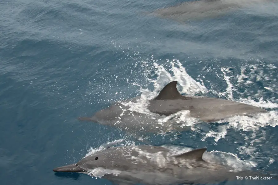 Blue Dolphin Charters