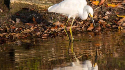 Conservancy of Southwest Florida