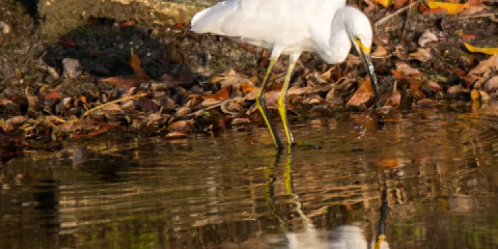 Conservancy of Southwest Florida