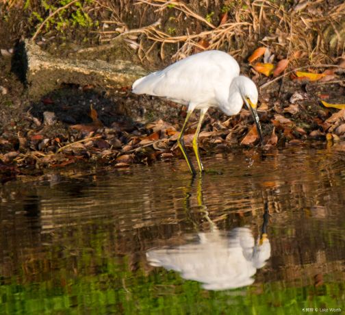 Conservancy of Southwest Florida