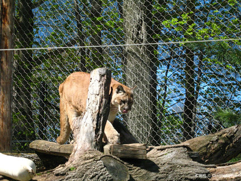 Seneca Park Zoo