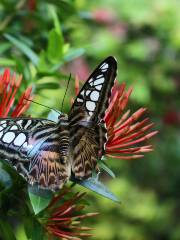 Key West Tropical Forest and Botanical Garden