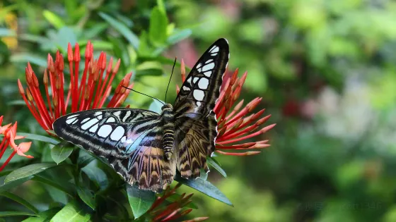 Key West Tropical Forest and Botanical Garden