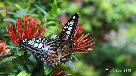 Key West Tropical Forest & Botanical Garden