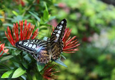 Key West Tropical Forest & Botanical Garden