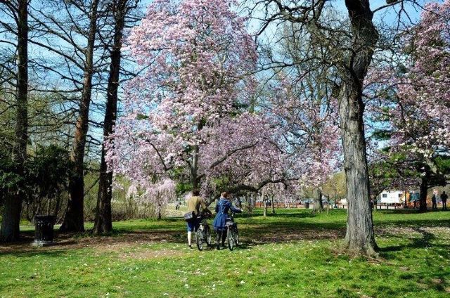 費爾芒特公園