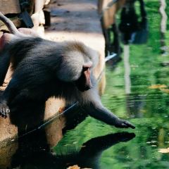 Koelner Zoo Travel Guidebook Must Visit Attractions In Cologne Koelner Zoo Nearby Recommendation Trip Com