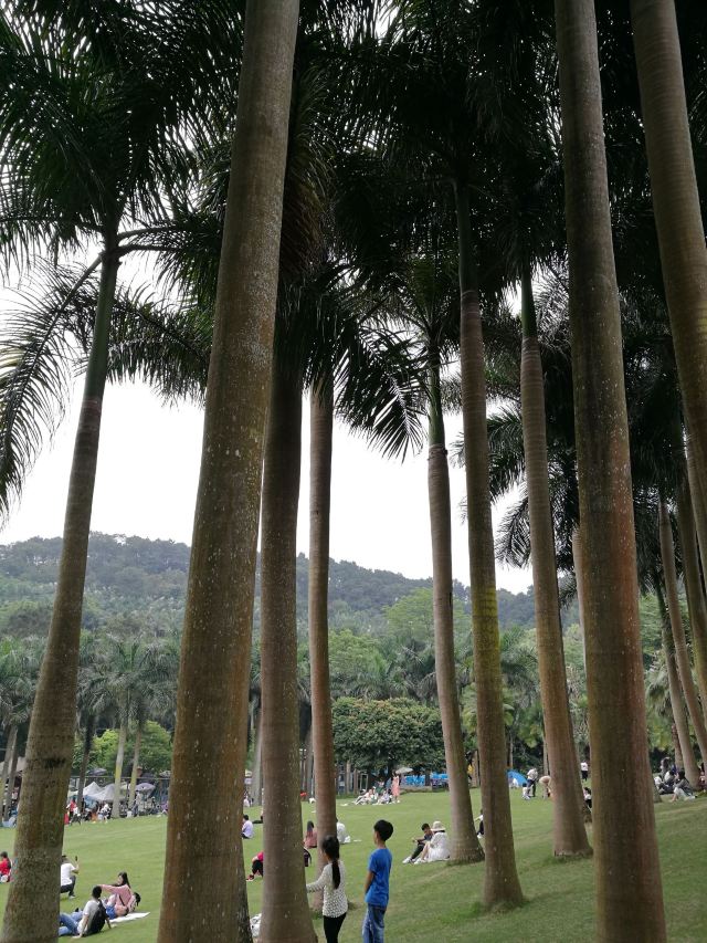 Palm Garden