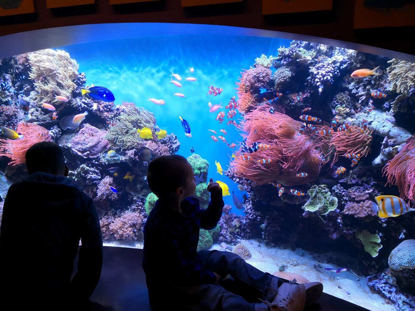 モントレー モントレーベイ水族館 評判 案内 トリップドットコム モントレー モントレーベイ水族館 評判 案内 トリップドットコム