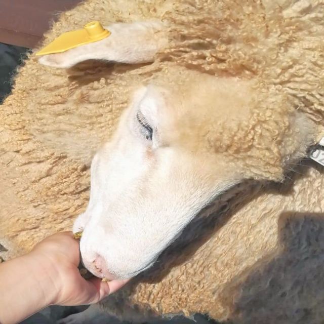 칭징 농장