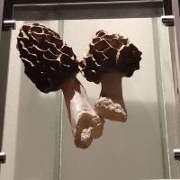 評論圖片 5