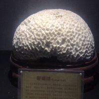 評論圖片 1