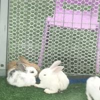 評論圖片 2
