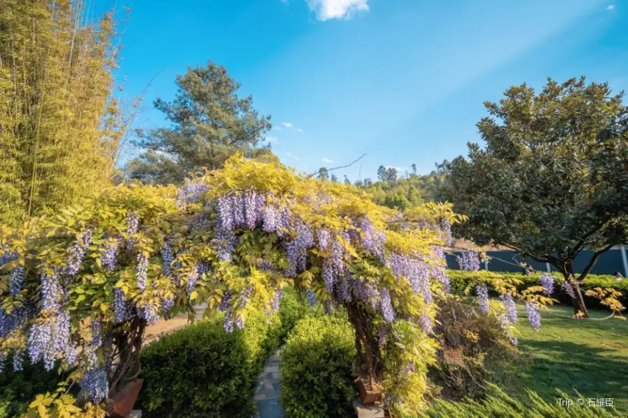 Myanmar Garden