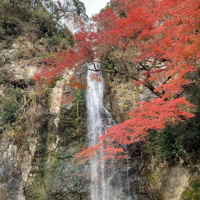 大阪自由行 11月日本賞楓必去 精選10個大阪紅葉景點遊記攻略 Trip Com遊玩攻略 大阪自由行 11月日本賞楓必去 精選10個大阪紅葉景點遊記攻略 Trip Com遊玩攻略