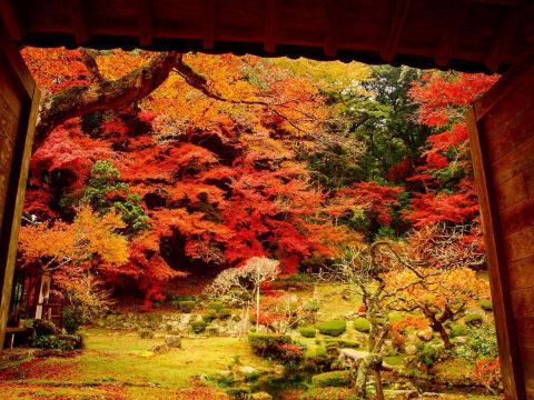 日本紅葉 一葉知秋 8大福岡紅葉景點推介遊記攻略 Trip Com遊玩攻略