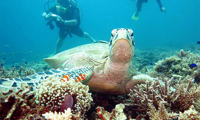 Swim in God's Aquarium. Its Actually Very Easy to Choose The Right Island for You to go Diving! 