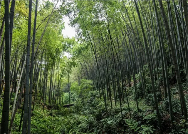 China’s 10 Most Beautiful Pristine Forests