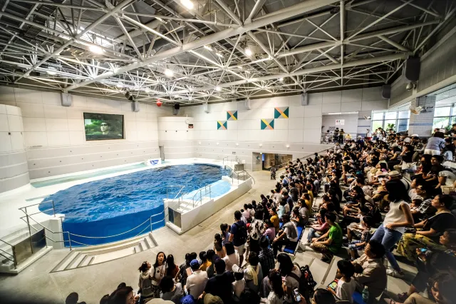 【鹿兒島水族館】 水族館交通、玩法、周邊必吃美食全攻略