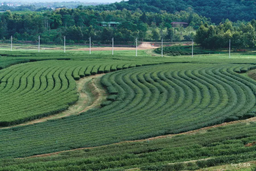 Boon Rawd Farm (Singha Park)