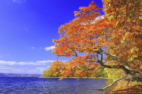 北海道紅葉 10大北海道賞楓景點 時間懶人包遊記攻略 Trip Com遊玩攻略