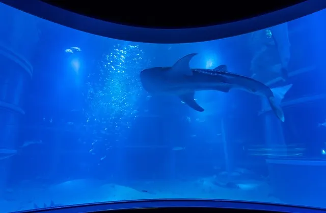 A Guide to the Best Aquariums in Japan