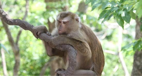 Monkey Hill