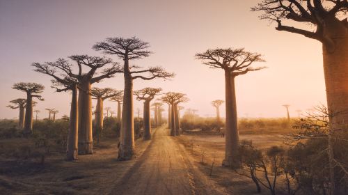 Baobab Avenue