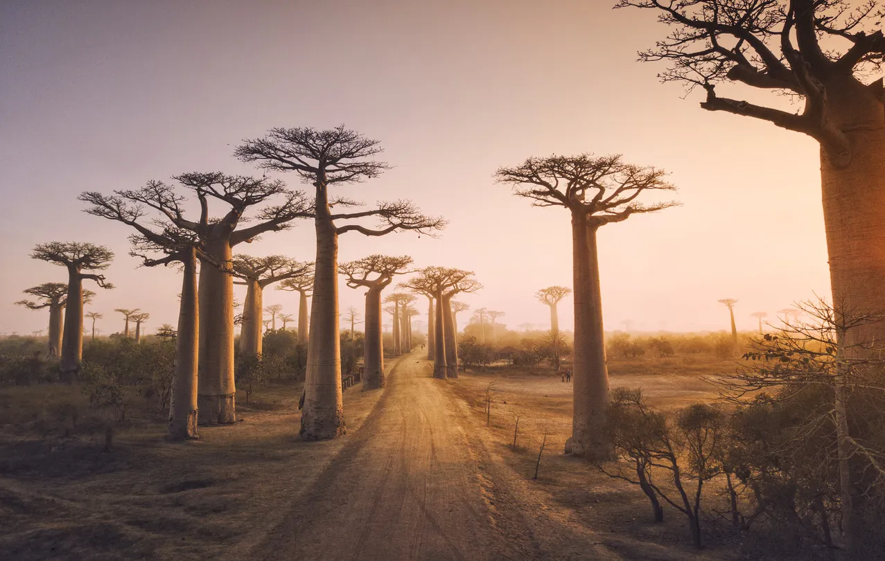 4_Avenue of the Baobabs