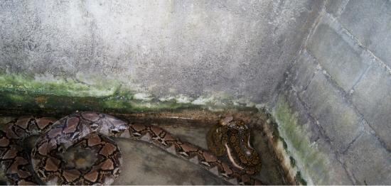 Phuket Cobra Show and Snake Farm