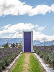 Wanaka Lavender Farm