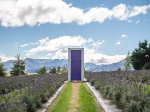 Wanaka Lavender Farm