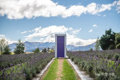 Wānaka Lavender Farm