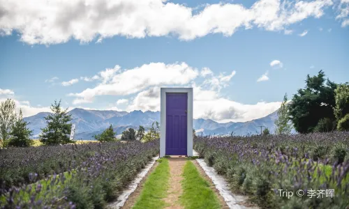 Wānaka Lavender Farm