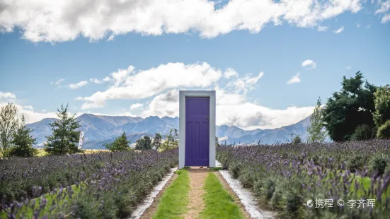 Wanaka Lavender Farm