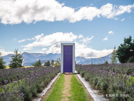 Wanaka Lavender Farm