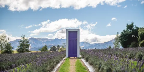 瓦納卡薰衣草農場