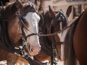 Sovereign Hill