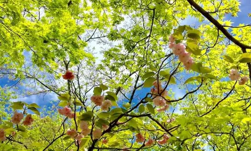 太宰府天滿宮