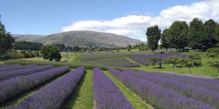 遊覽瓦勒蒂娜薰衣草農場